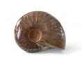 /album/kepgaleria-fenykepgaleria/amolith-6-5x4-5x1-5-195-jpg/